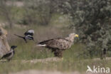 Zeearend (Haliaeetus albicilla)