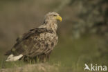 Zeearend (Haliaeetus albicilla)