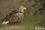 Zeearend (Haliaeetus albicilla)