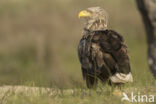 Zeearend (Haliaeetus albicilla)