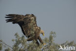 Zeearend (Haliaeetus albicilla)