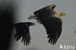 Zeearend (Haliaeetus albicilla)