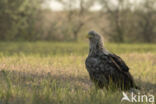 White-tailed Sea Eagle (Haliaeetus albicilla)