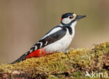 Great Spotted Woodpecker (Dendrocopos major)