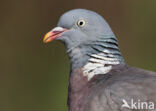 Houtduif (Columba palumbus)