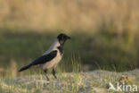 Hooded Crow (Corvus cornix)