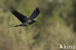 Hooded Crow (Corvus cornix)