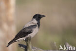 Hooded Crow (Corvus cornix)