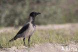 Hooded Crow (Corvus cornix)