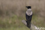 Hooded Crow (Corvus cornix)