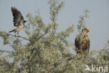 Zeearend (Haliaeetus albicilla)