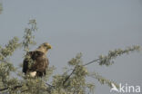 Zeearend (Haliaeetus albicilla)