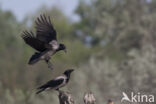 Hooded Crow (Corvus cornix)