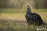 Zeearend (Haliaeetus albicilla)