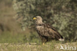 Zeearend (Haliaeetus albicilla)