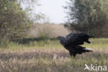 Zeearend (Haliaeetus albicilla)