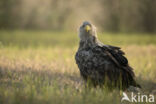 Zeearend (Haliaeetus albicilla)