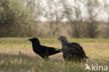 White-tailed Sea Eagle (Haliaeetus albicilla)