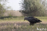 Zeearend (Haliaeetus albicilla)