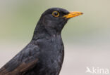 Eurasian Blackbird (Turdus merula)