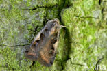 Setaceous Hebrew Character (Xestia c-nigrum)