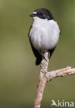 Bonte Vliegenvanger (Ficedula hypoleuca)