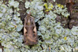 Setaceous Hebrew Character (Xestia c-nigrum)