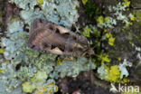 Setaceous Hebrew Character (Xestia c-nigrum)