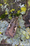 Setaceous Hebrew Character (Xestia c-nigrum)