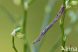 Oranje iepentakvlinder (Angerona prunaria)