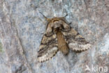 Brindled Beauty (Lycia hirtaria)