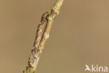 Najaarsspanner (Agriopis aurantiaria)