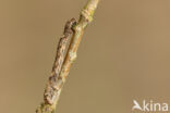 Scarce Umber (Agriopis aurantiaria)