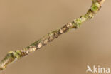 Najaarsspanner (Agriopis aurantiaria)