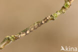 Scarce Umber (Agriopis aurantiaria)