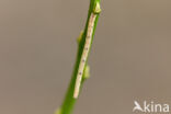 Zwartstipspanner (Scopula nigropunctata)