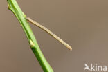 Zwartstipspanner (Scopula nigropunctata)