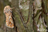 Pine Beauty (Panolis flammea)