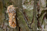 Pine Beauty (Panolis flammea)