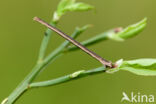 Smoky Wave (Scopula ternata)