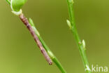 Oranje iepentakvlinder (Angerona prunaria)