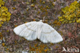 Bruine grijsbandspanner (Cabera exanthemata)