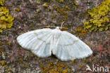 Common Wave (Cabera exanthemata)