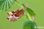 Purple Thorn (Selenia tetralunaria)