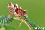 Purple Thorn (Selenia tetralunaria)