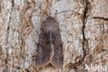 Clouded Drab (Orthosia incerta)