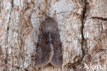 Clouded Drab (Orthosia incerta)