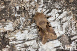 Nunvlinder (Orthosia gothica)