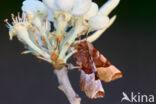 Halvemaanvlinder (Selenia tetralunaria)
