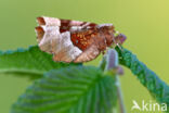 Halvemaanvlinder (Selenia tetralunaria)